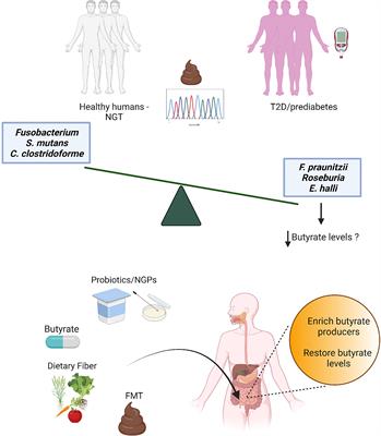 Therapeutic Potential of Butyrate for Treatment of Type 2 Diabetes
